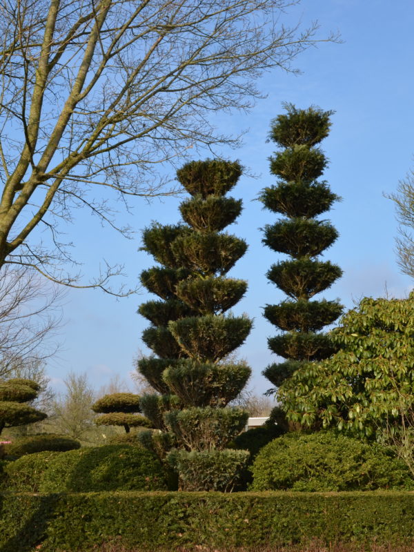 Formgehölz im Park der Gärten in Bad Zwischenahn