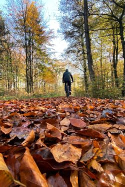 Herbst-Wald-Wiefelstede